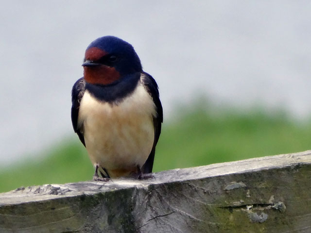 Tips for Amateur Bird Watchers