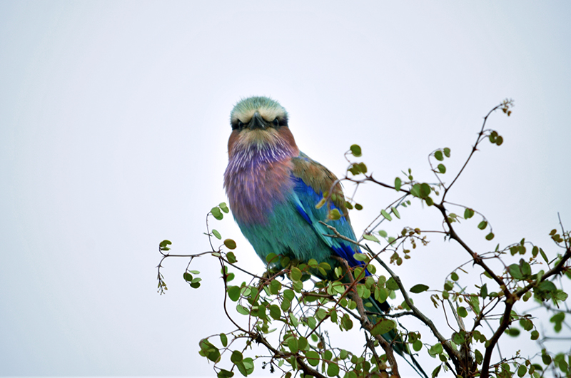 El Lilac-breasted roller tiene colores increíbles