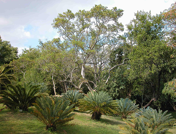 Lowveld National Botanical Garden
