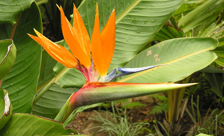 Nacional lowveld Jardín botánico 1