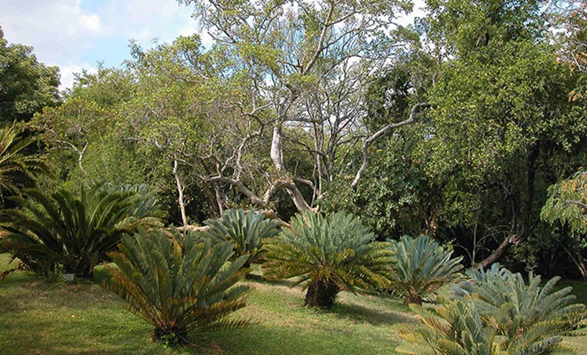 Nacional lowveld Jardín botánico 2