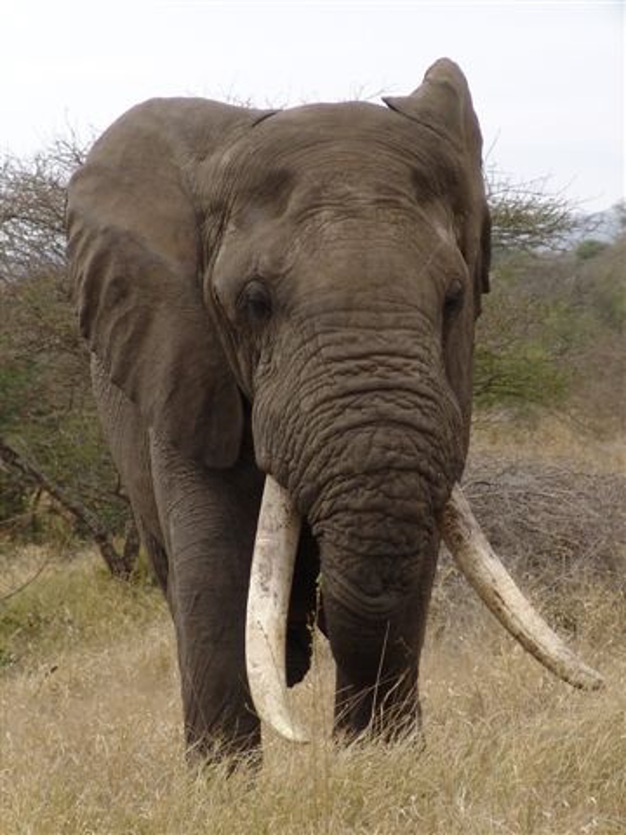 Tuskers: Tracking the living legends of the Kruger National Park