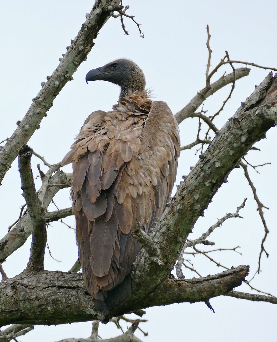10 South African birds of prey