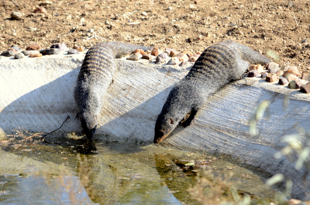 Mongooses