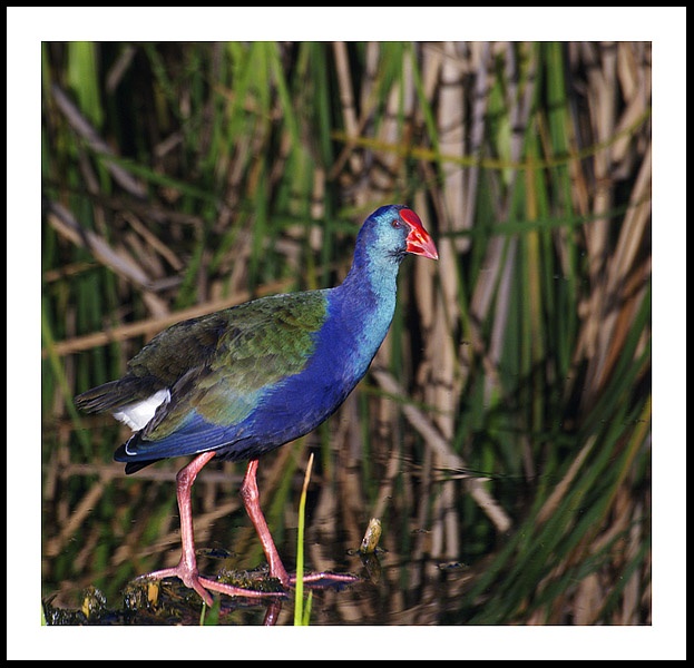 Mpumalanga's waterbirds