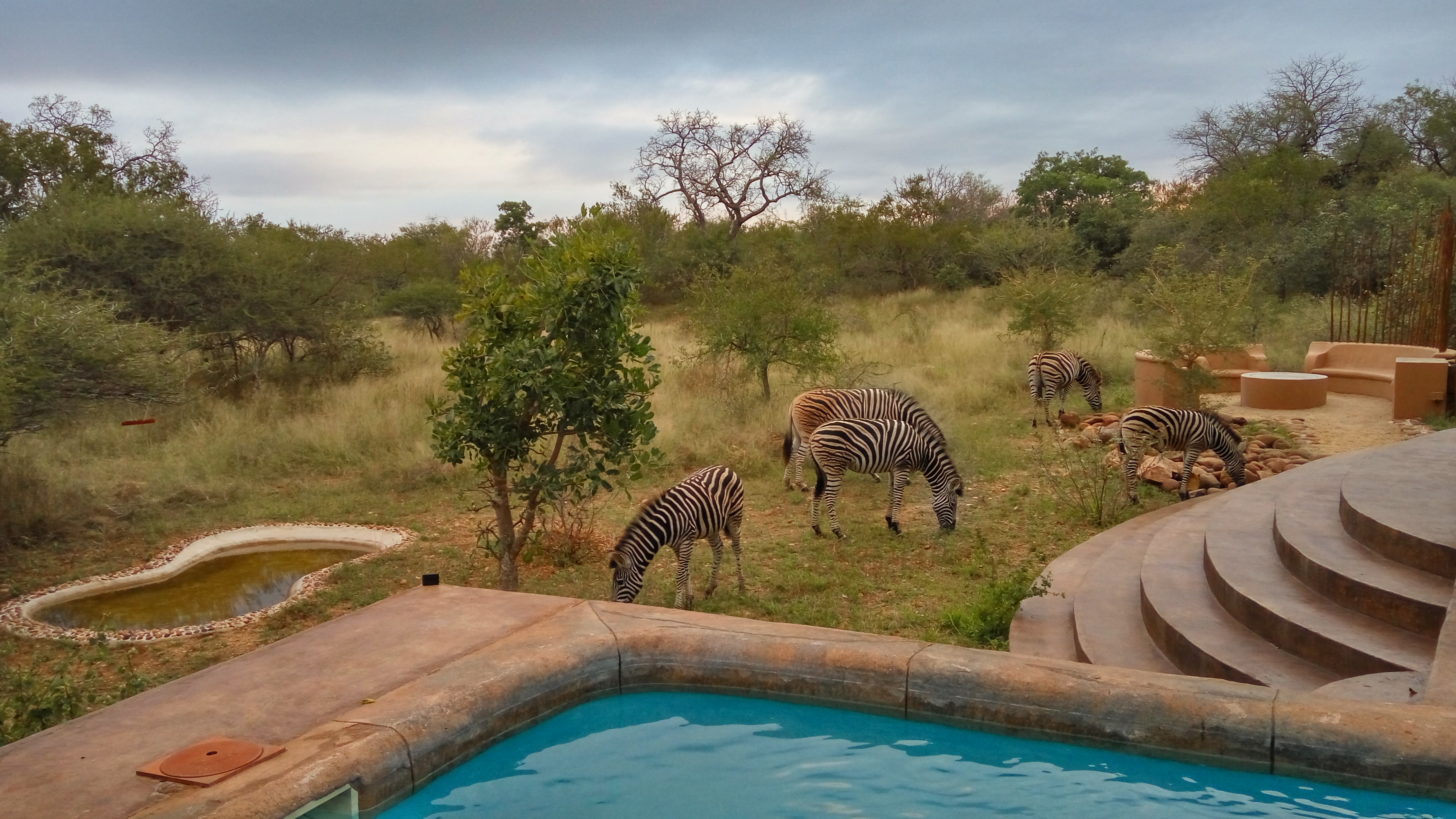 Cebras frente a la casa