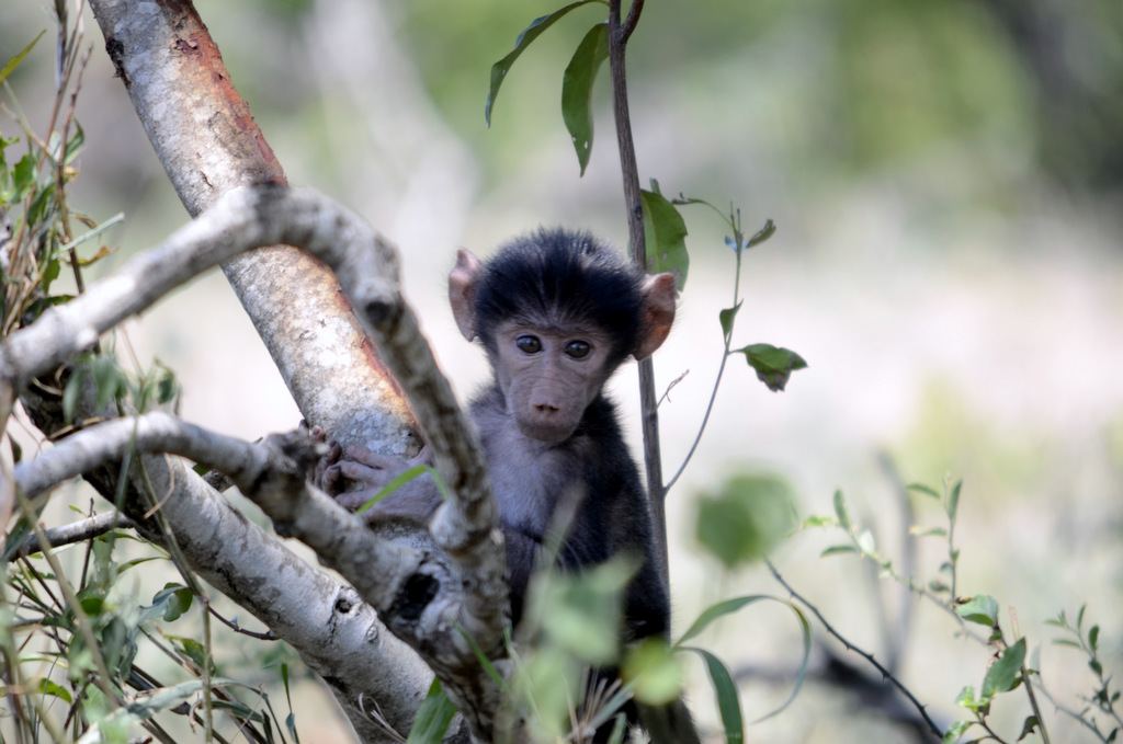 Baby Baboon