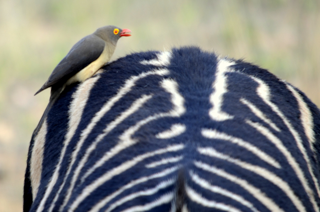 Billed Oxpecker